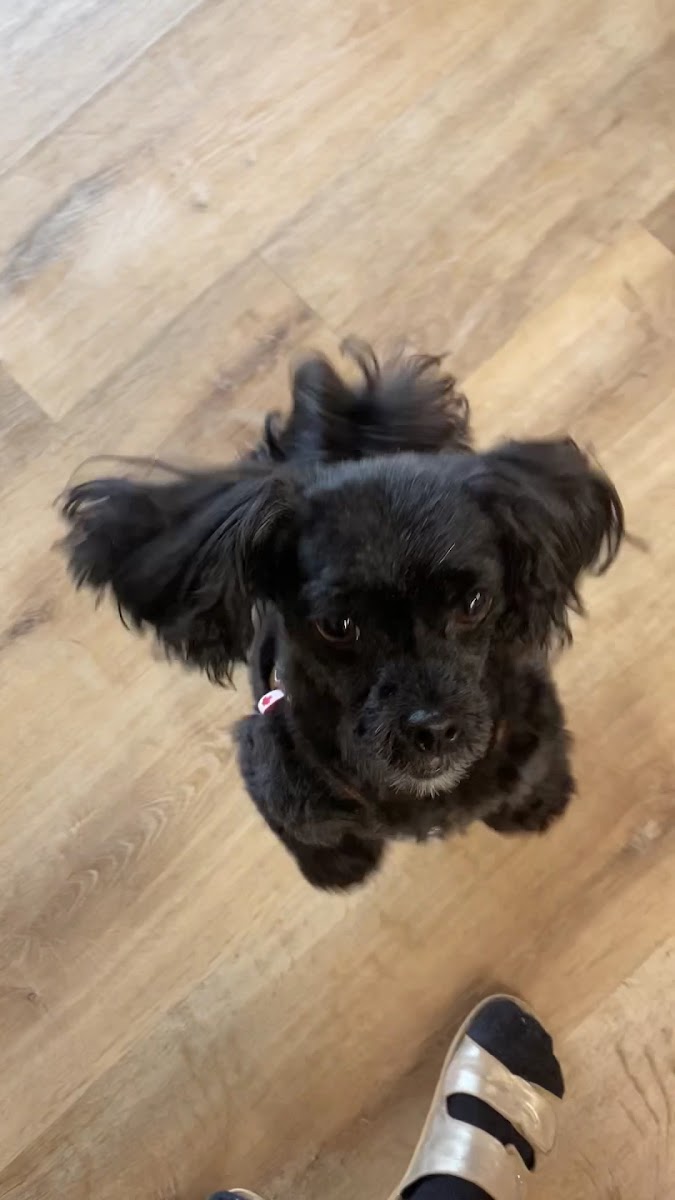 Hund gepflegt